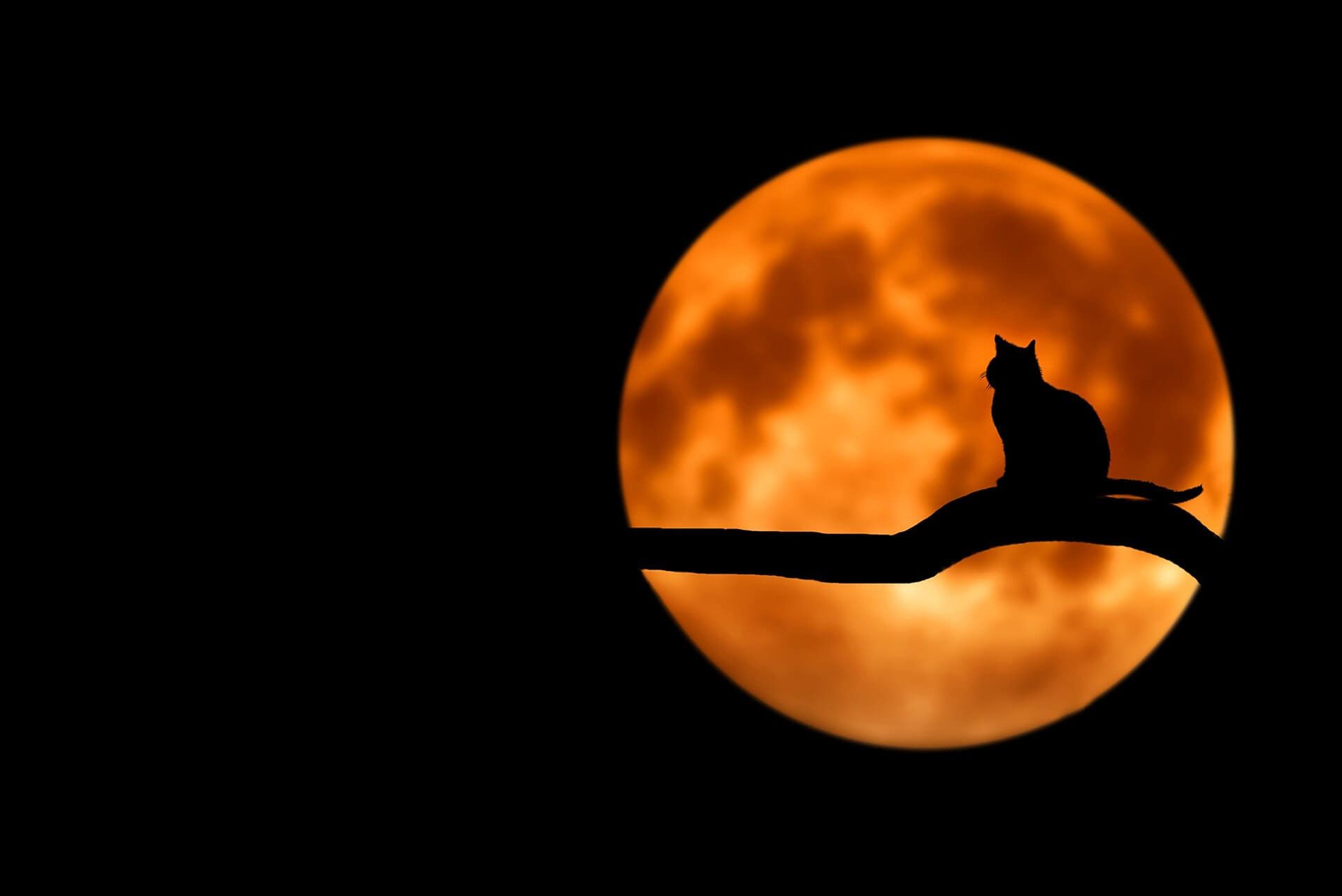 a cat's outline in the moonlight
