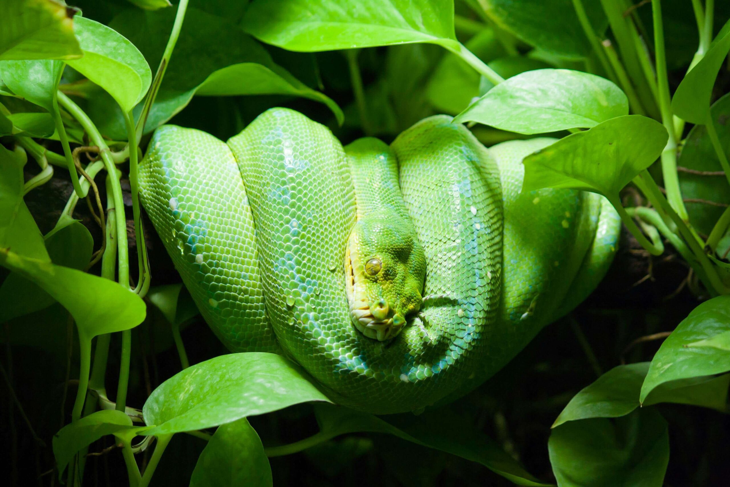 green snake blends with its surroundings