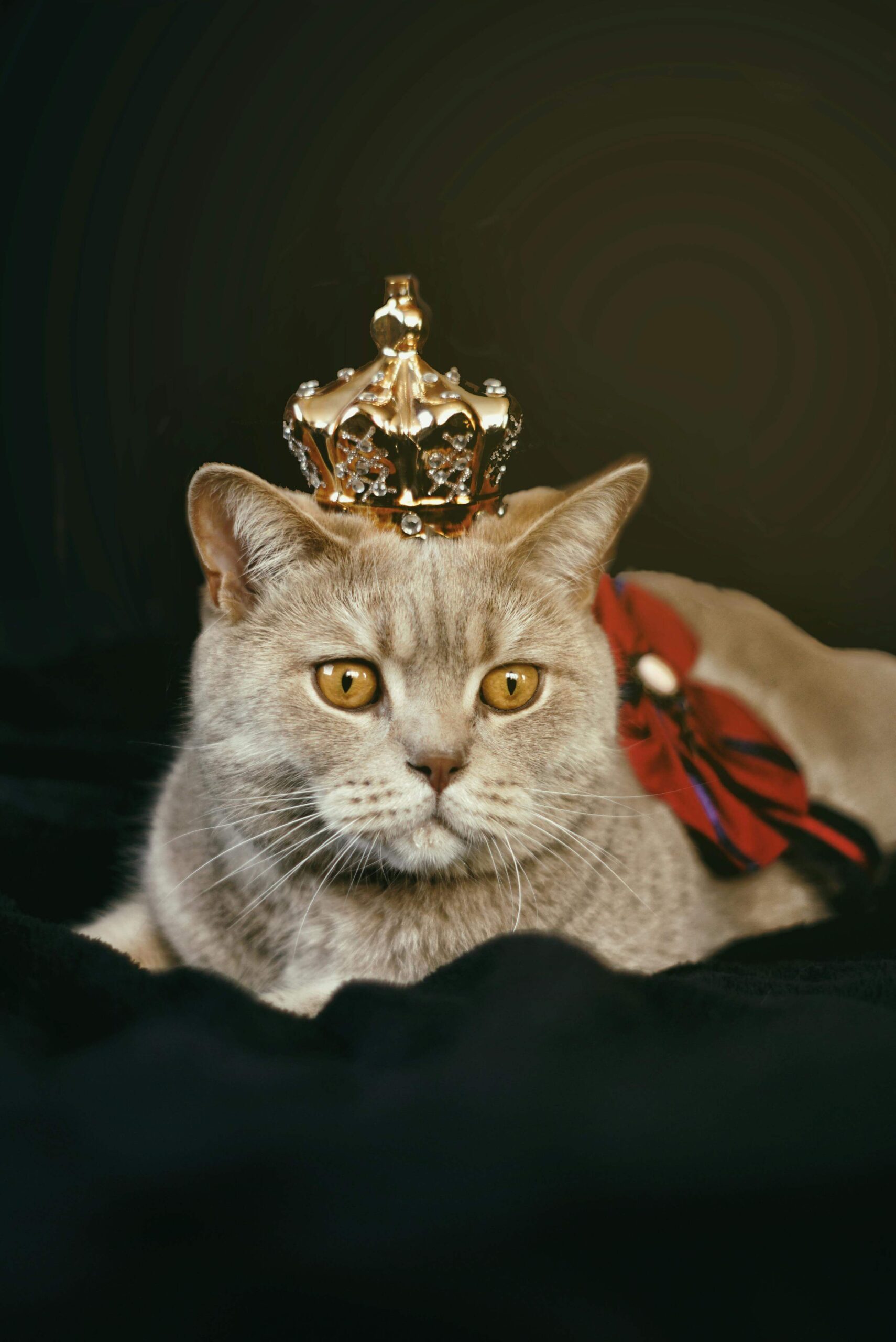 royal cat