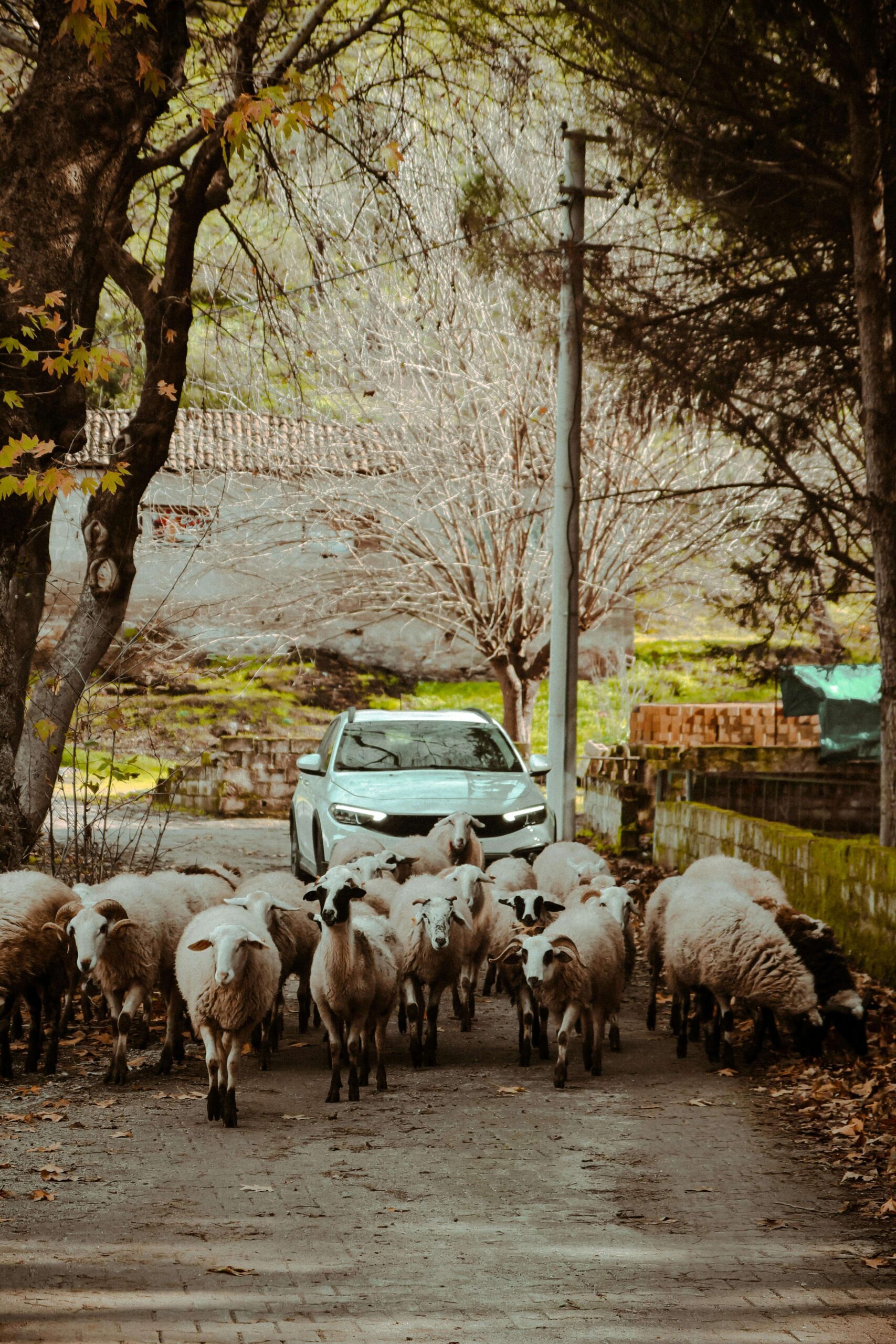 sheep blocking the road