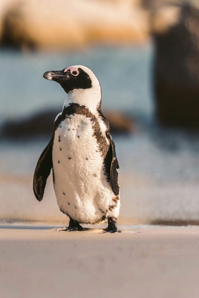 penguin